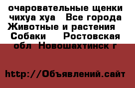 очаровательные щенки чихуа-хуа - Все города Животные и растения » Собаки   . Ростовская обл.,Новошахтинск г.